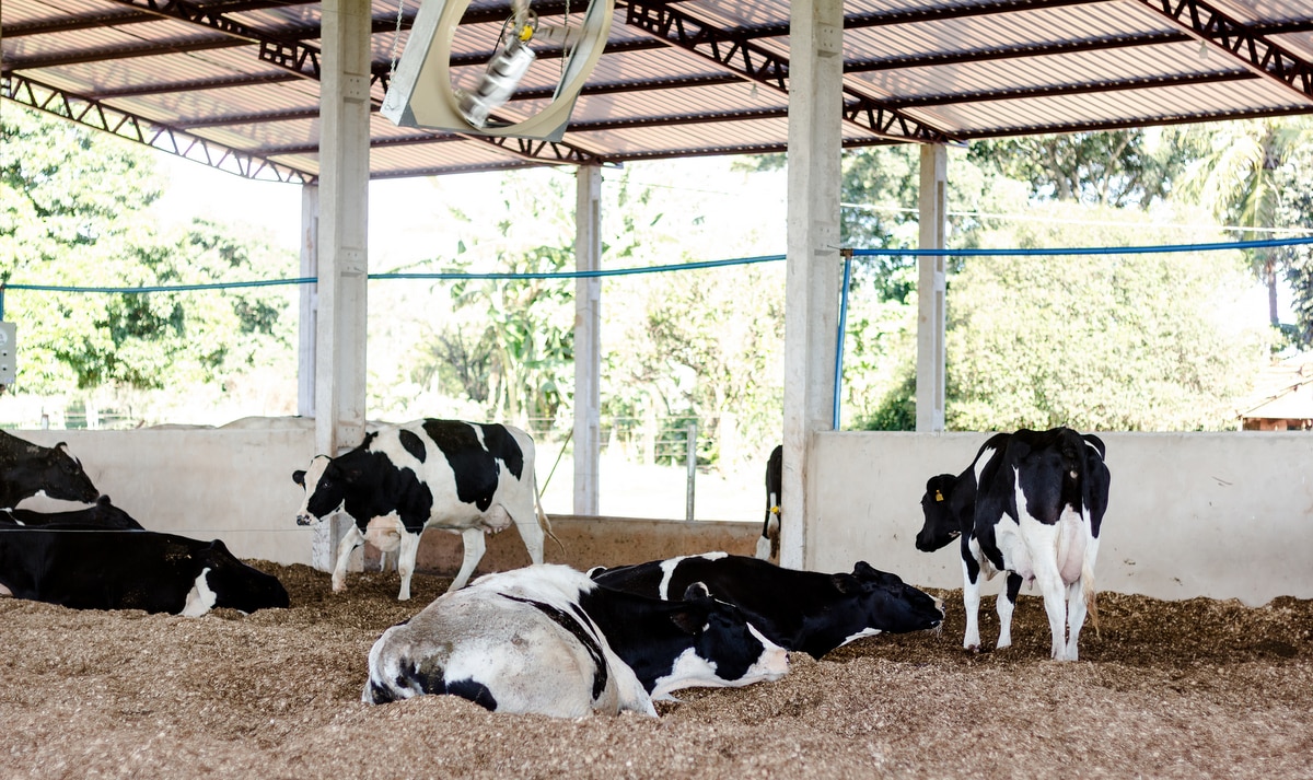 Vacas descansando em baias de confinamento