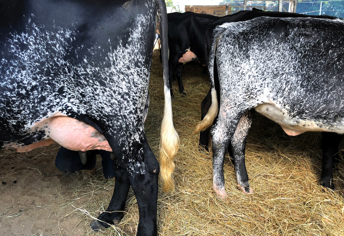 Duas vacas da raça girolando no curral