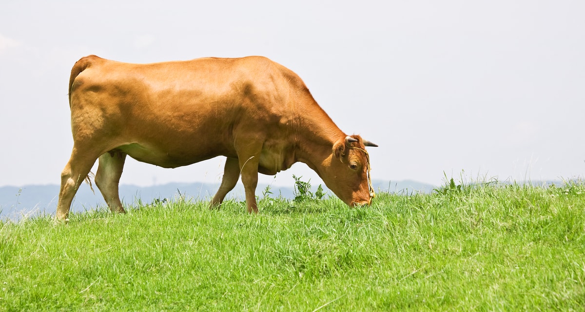 Animal da raça Wagyu de cor marrom pastando.
