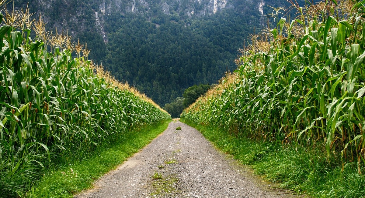 Plantação agrícola  em sistema de aglofloresta