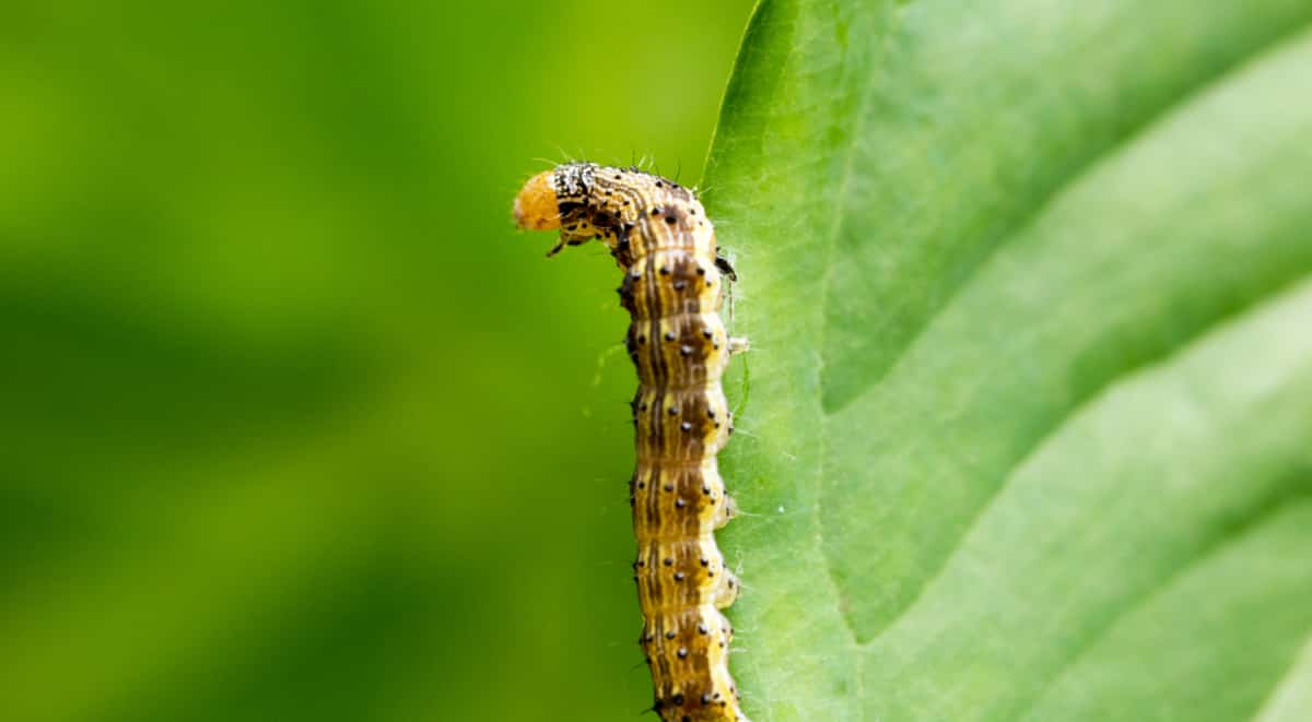 Lagarta comendo a planta do algodão