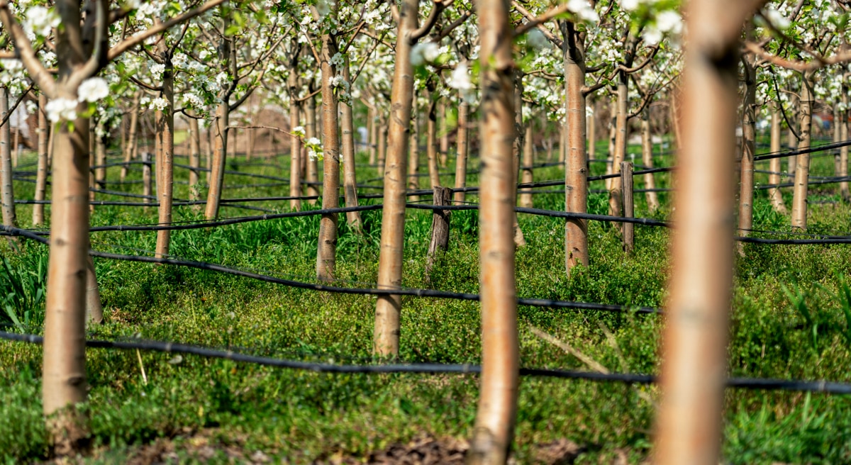Sistema de irrigação por gotejamento em árvores frutíferas