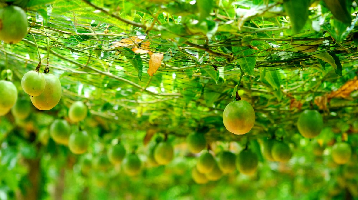 Plantação de maracujá com frutos