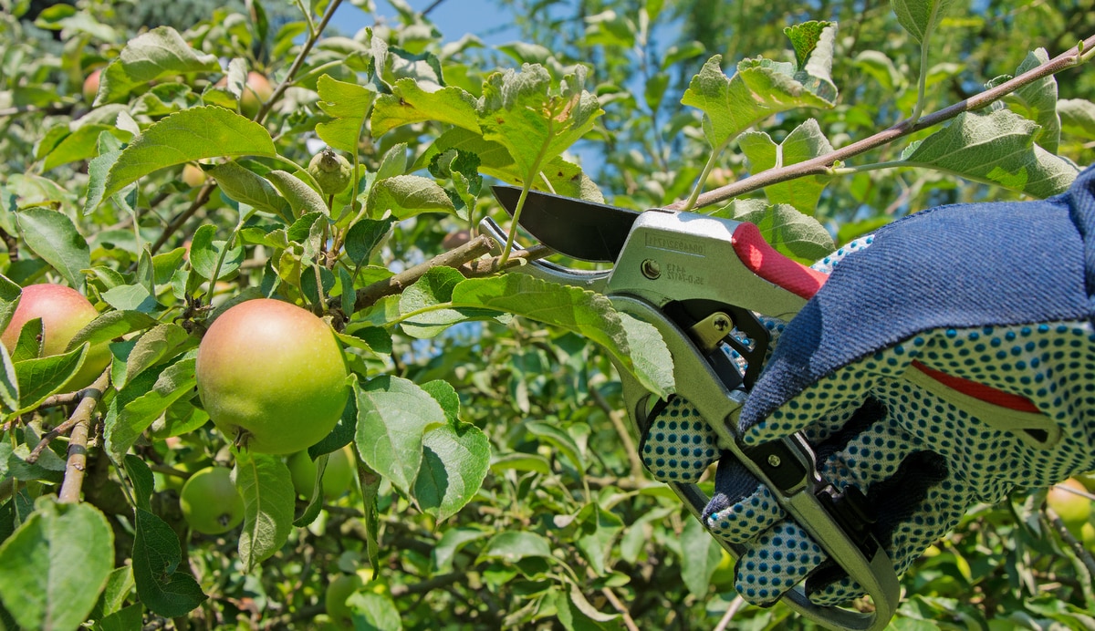 Poda de árvores frutíferas usando tesoura