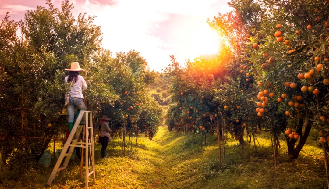 Árvores frutíferas: espécies, mudas e cuidados