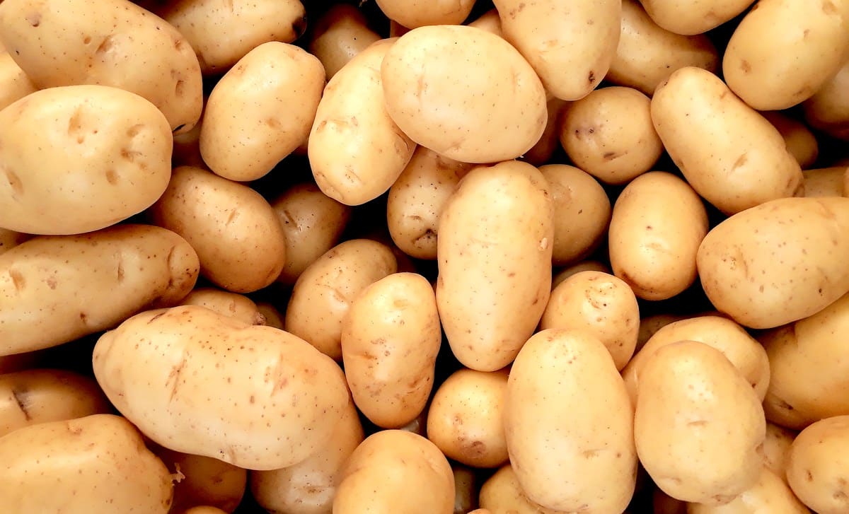 Diversas batatas mostra a produção no Brasil