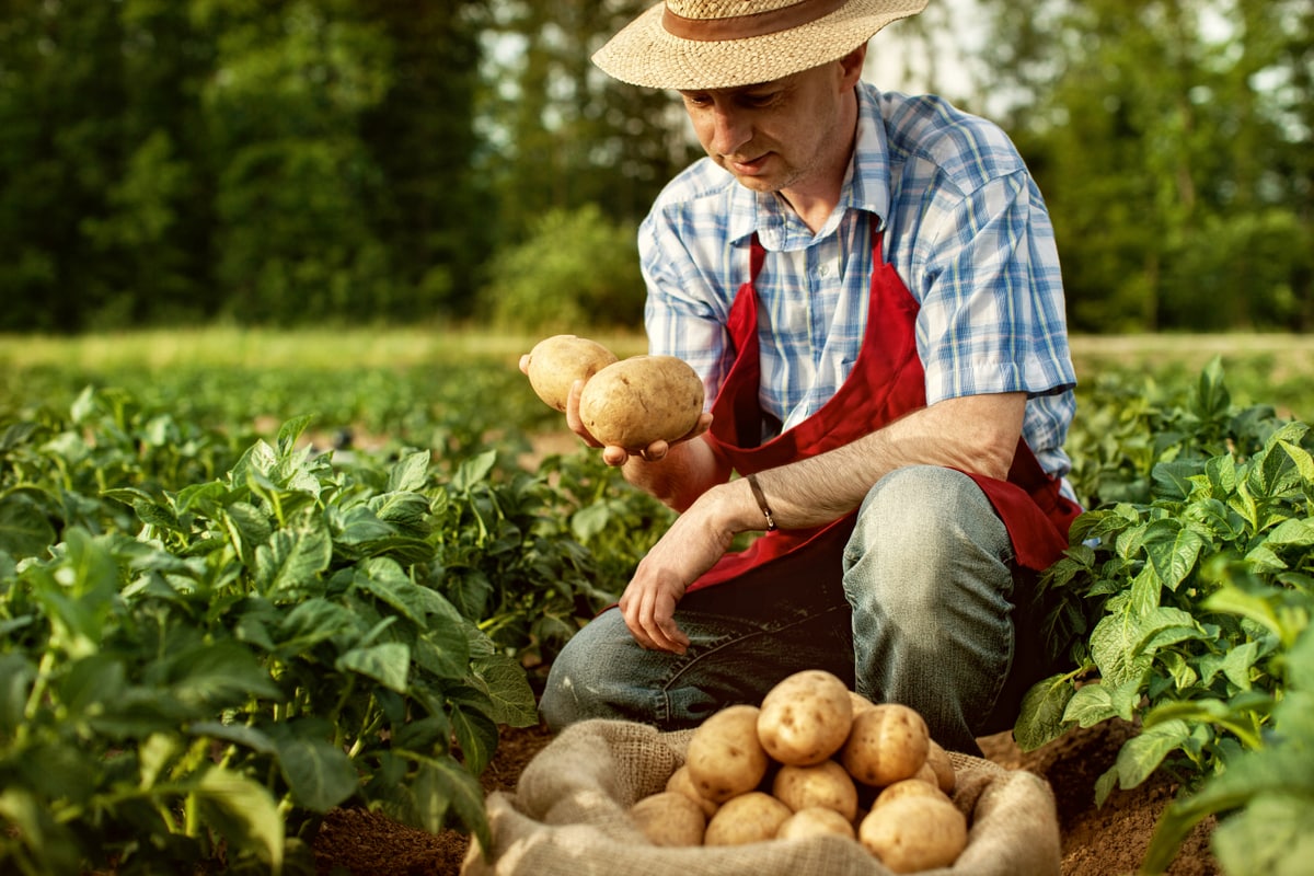 Agricultor segura algumas batatas em sua lavoura