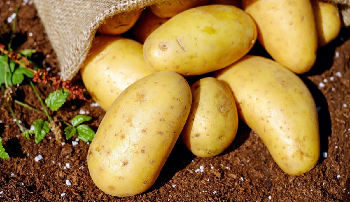 Produção de batata ainda na lavoura