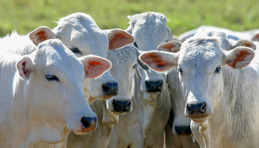 Bezerros de corte: melhores práticas na criação