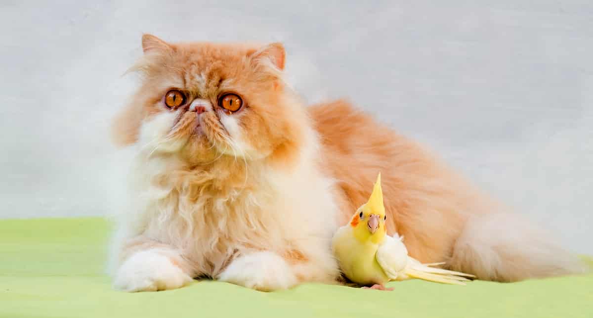 Calopsita criada ao lado de um gato