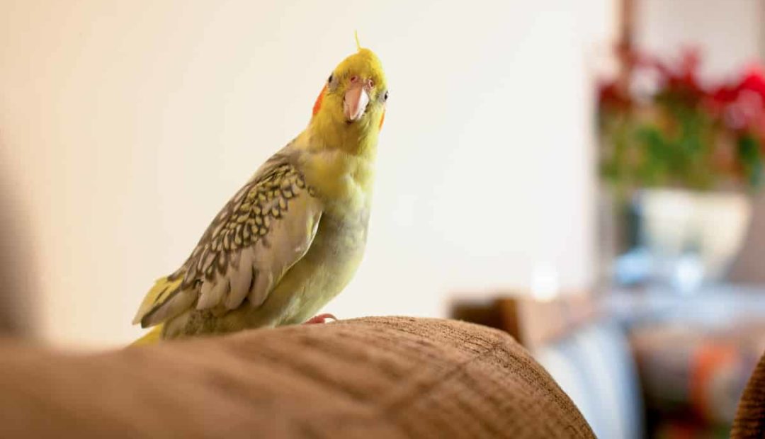 Como criar calopsita em casa. Confira!