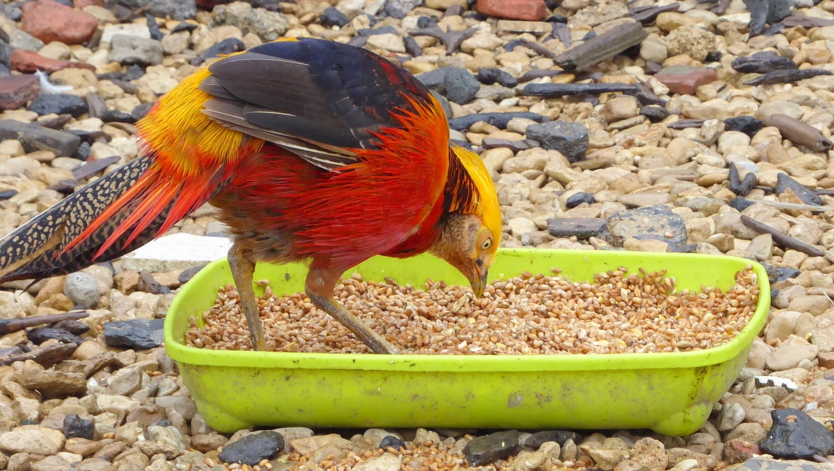 Faisão se alimentando em uma vasilha
