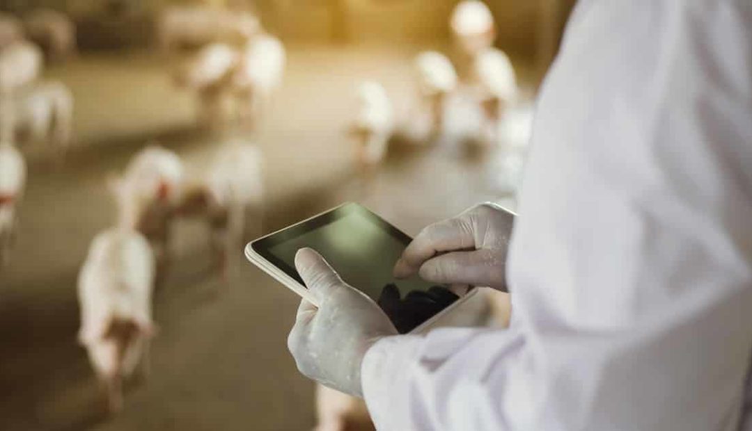 Primeiros passos para informatização das granjas