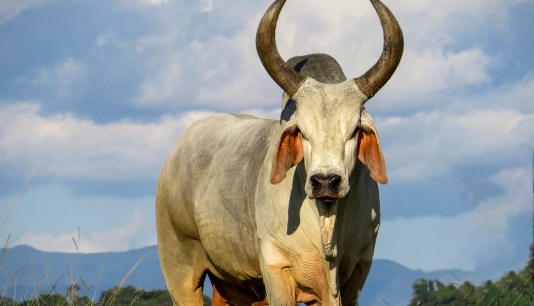 Guzerá: conheça mais sobre essa raça