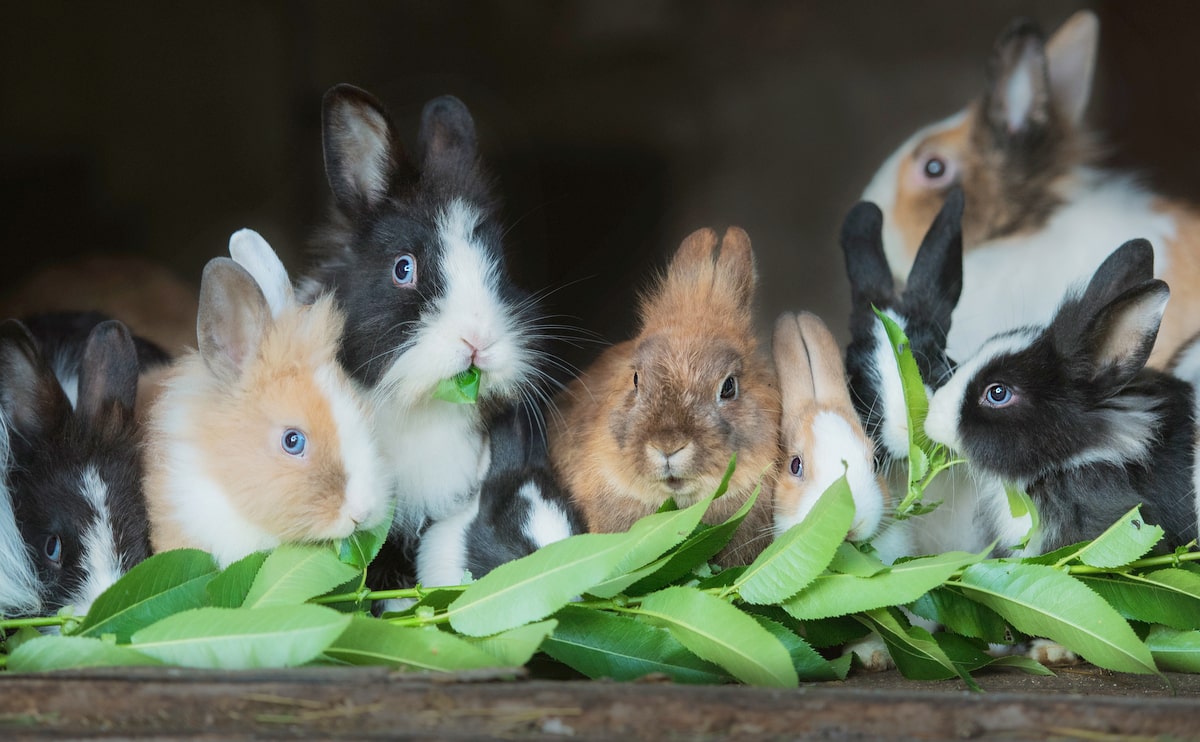 Mini coelhos se alimentando com vegetais