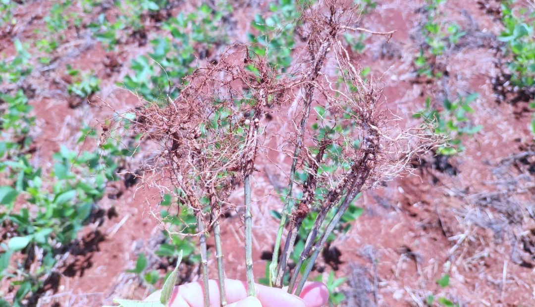 Nematoides na soja: como fazer a identificação e o manejo