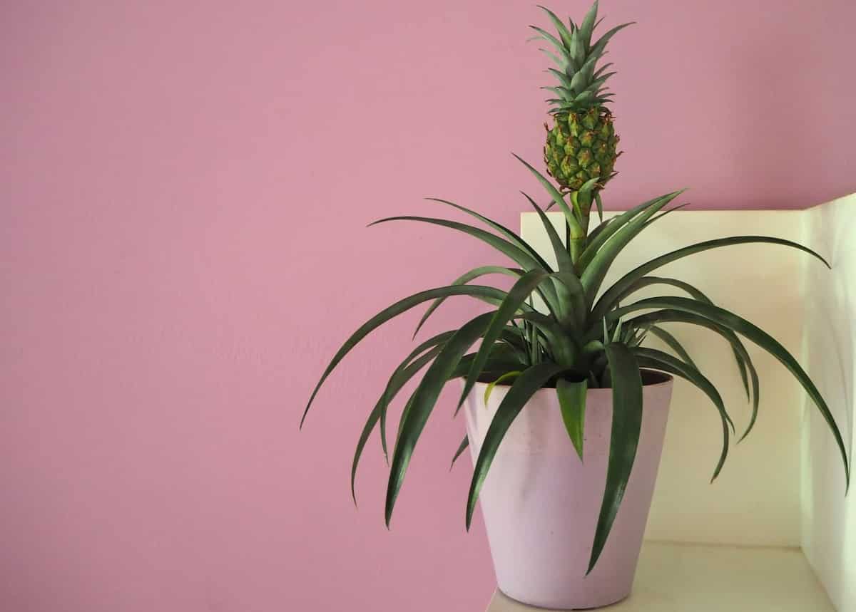 Pequeno pé de abacaxi plantado em vaso rosa