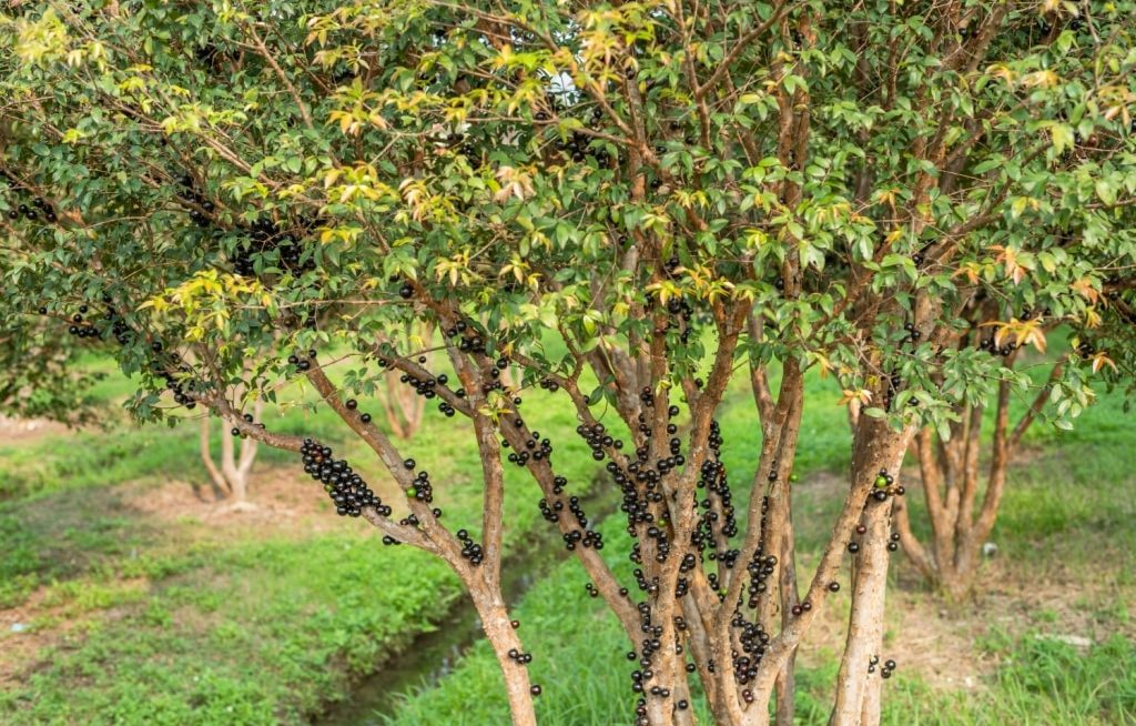 Jabuticabeira produzindo frutos