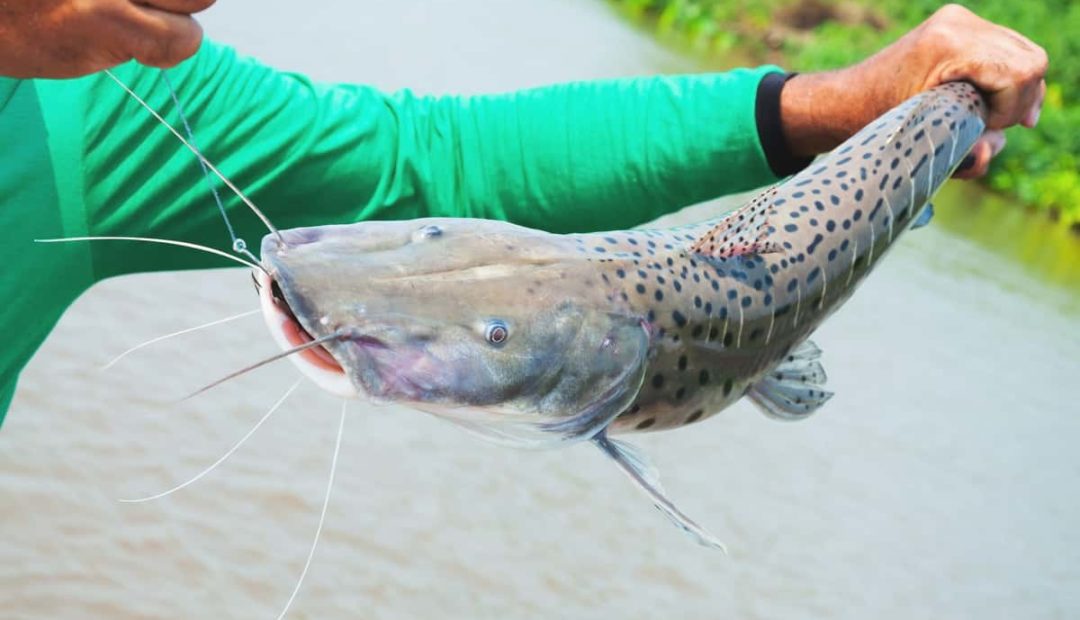 Como criar peixe pintado – guia passo a passo!