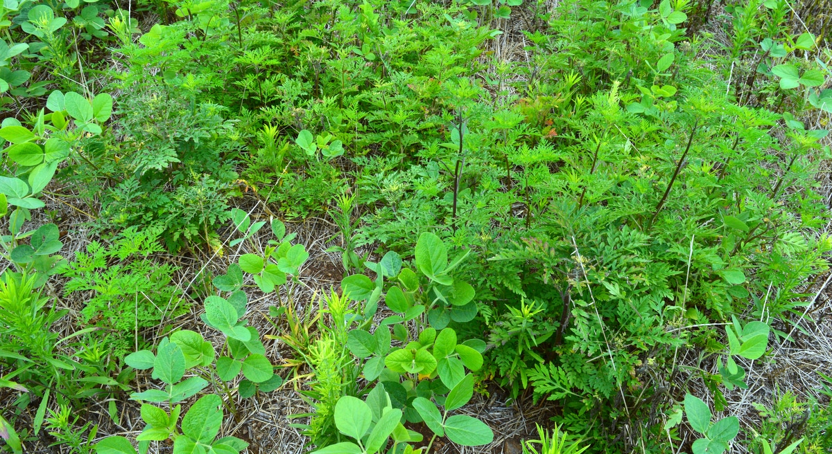 Plantação de soja infestada por plantas daninhas