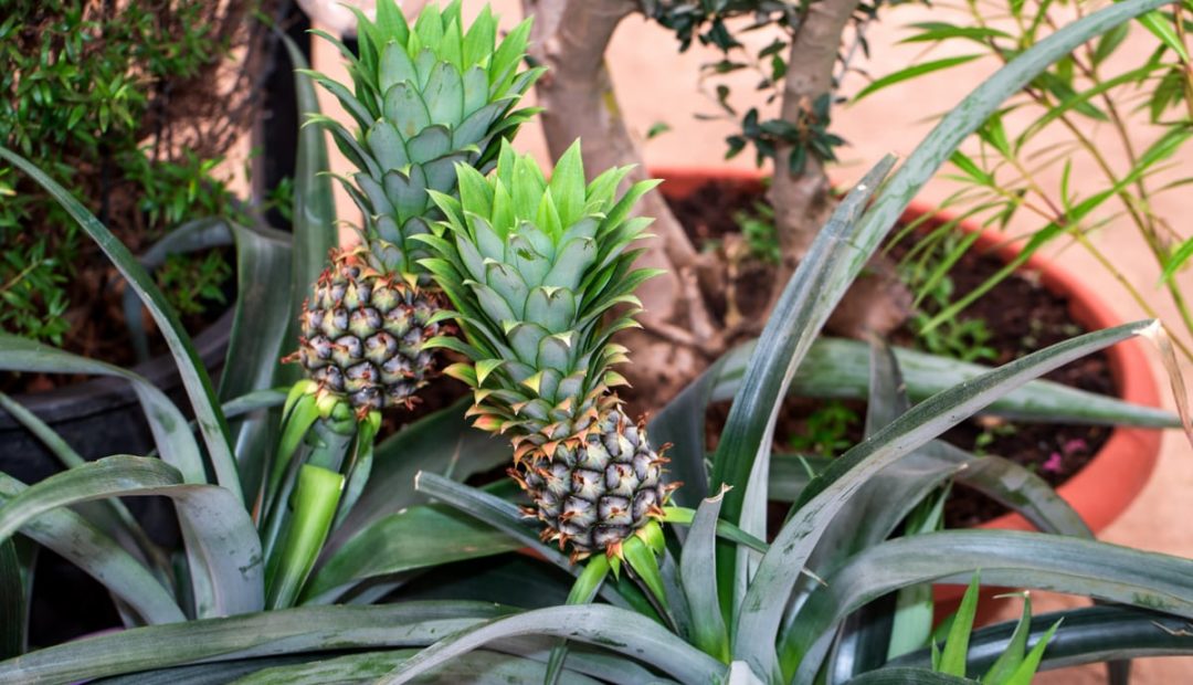 Como plantar abacaxi: aprenda a cultivar no vaso e no solo