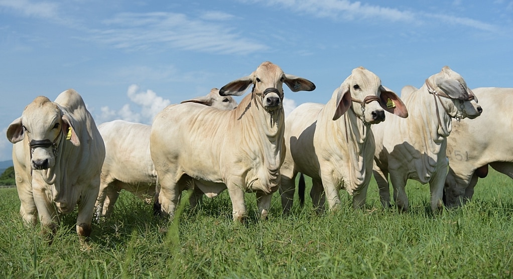 Zebuínos da raça brahman