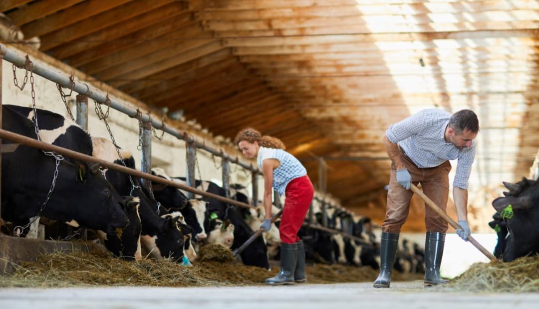 Importância da limpeza para uma fazenda leiteira
