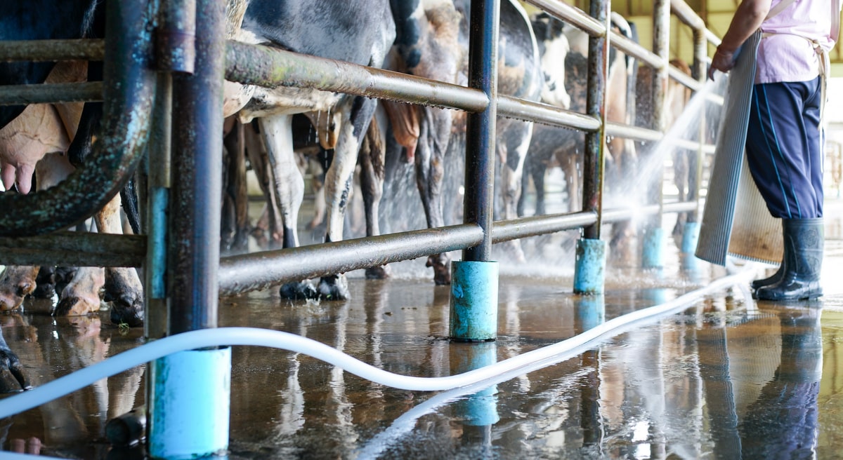 homem limpa instalações de fazenda com vacas leiteiras