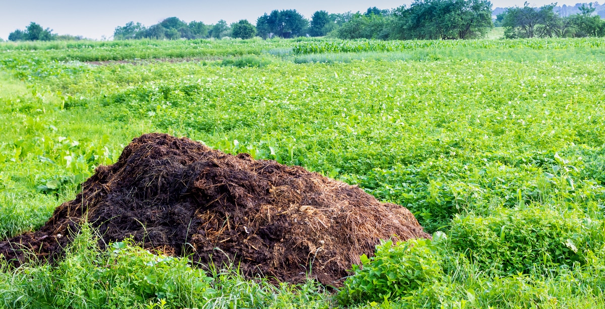 Esterco como adubo orgânico em plantação