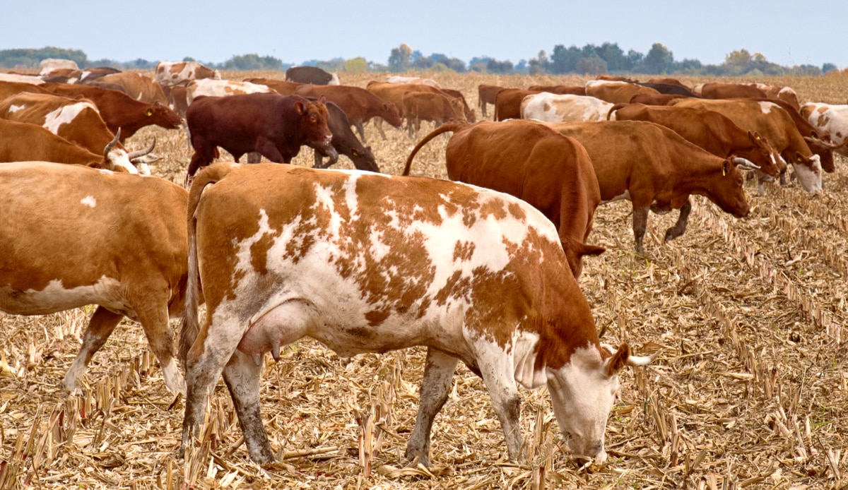 Gado pastando em área de plantio de aveia