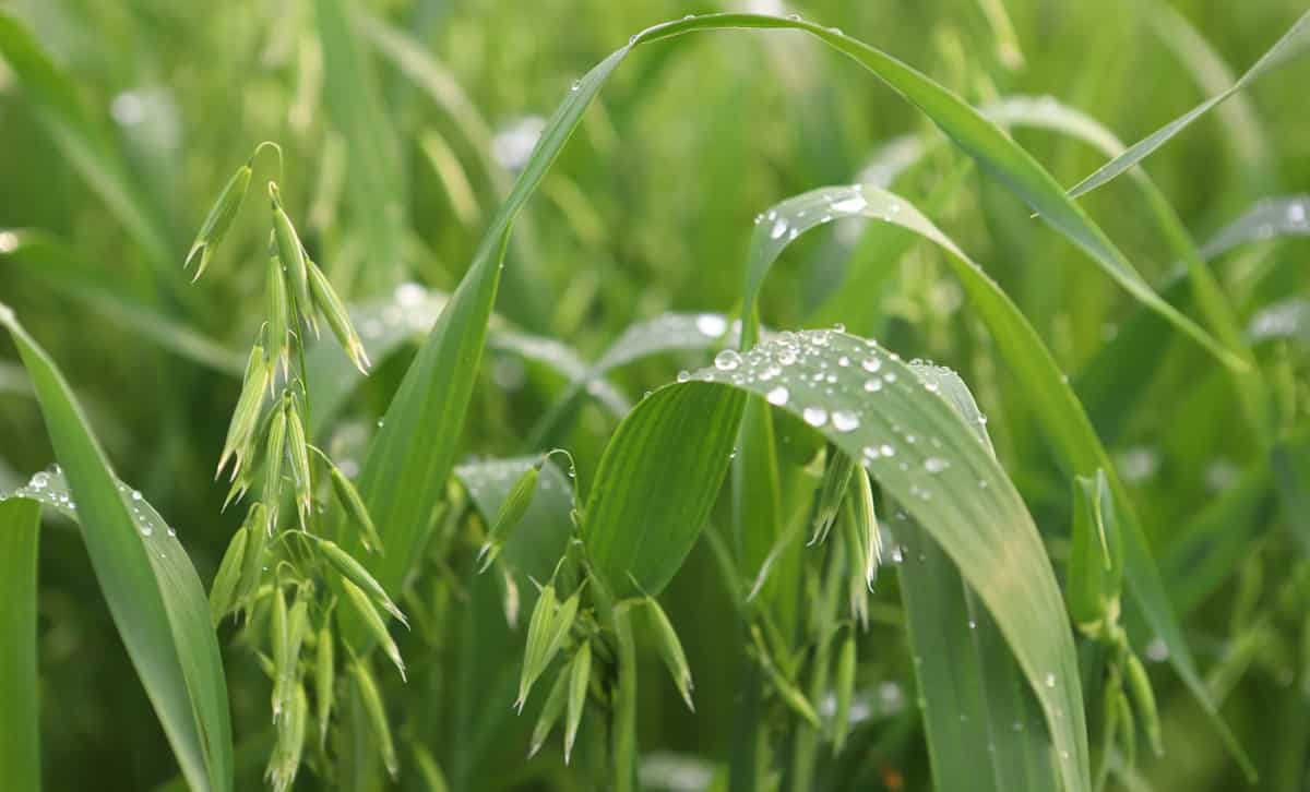 Plantio de aveia com cachos ainda jovens com gotas de chuva