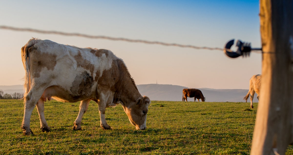 Vaca pastando em área protegida por cerca elétrica.