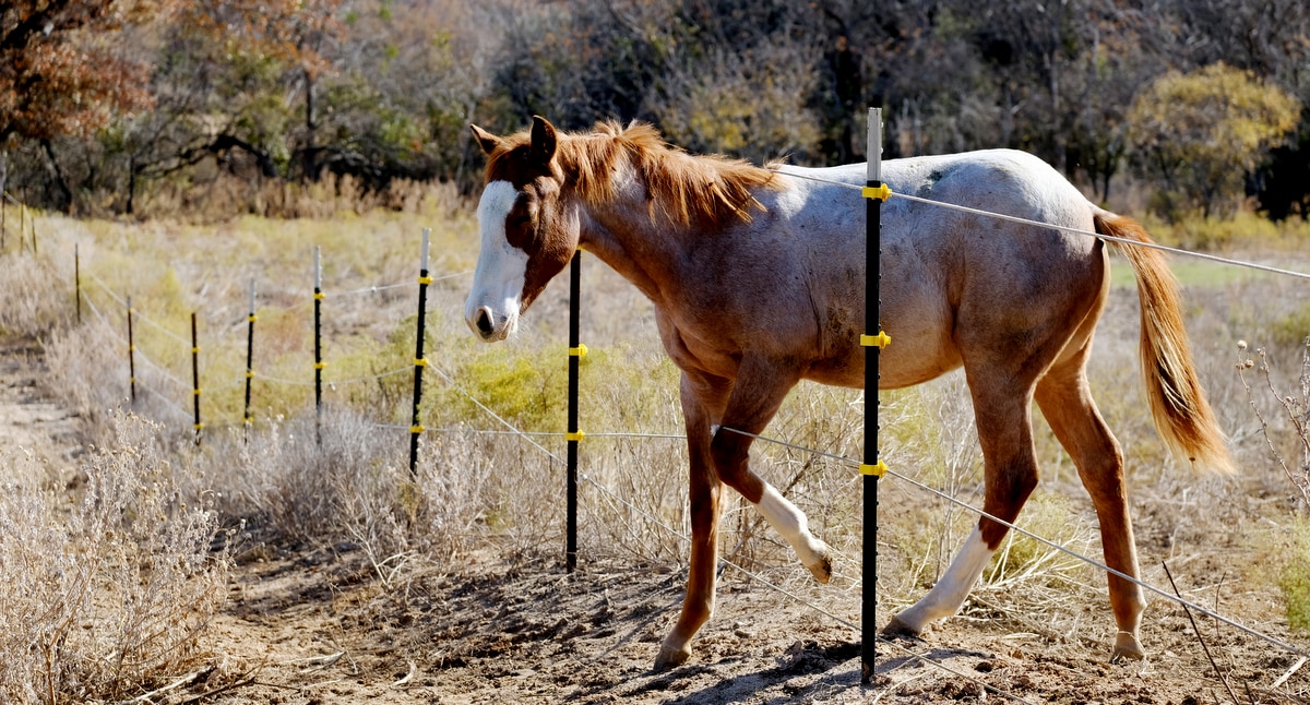 Cavalo ultrapassa cerca elétrica