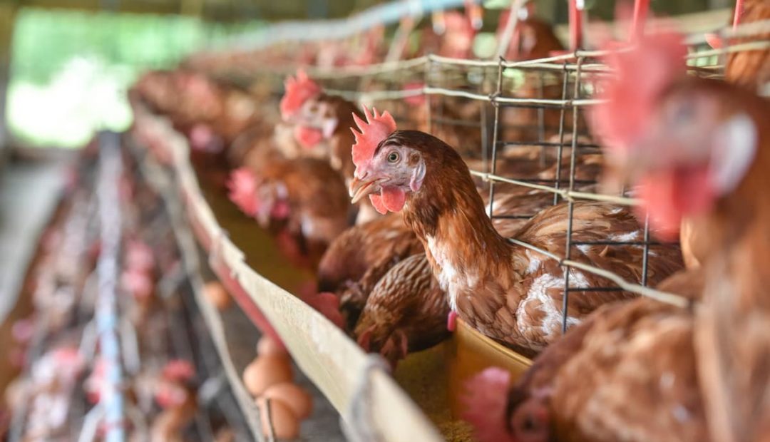 Galinhas Embrapa 051 garantem boa produção de ovos