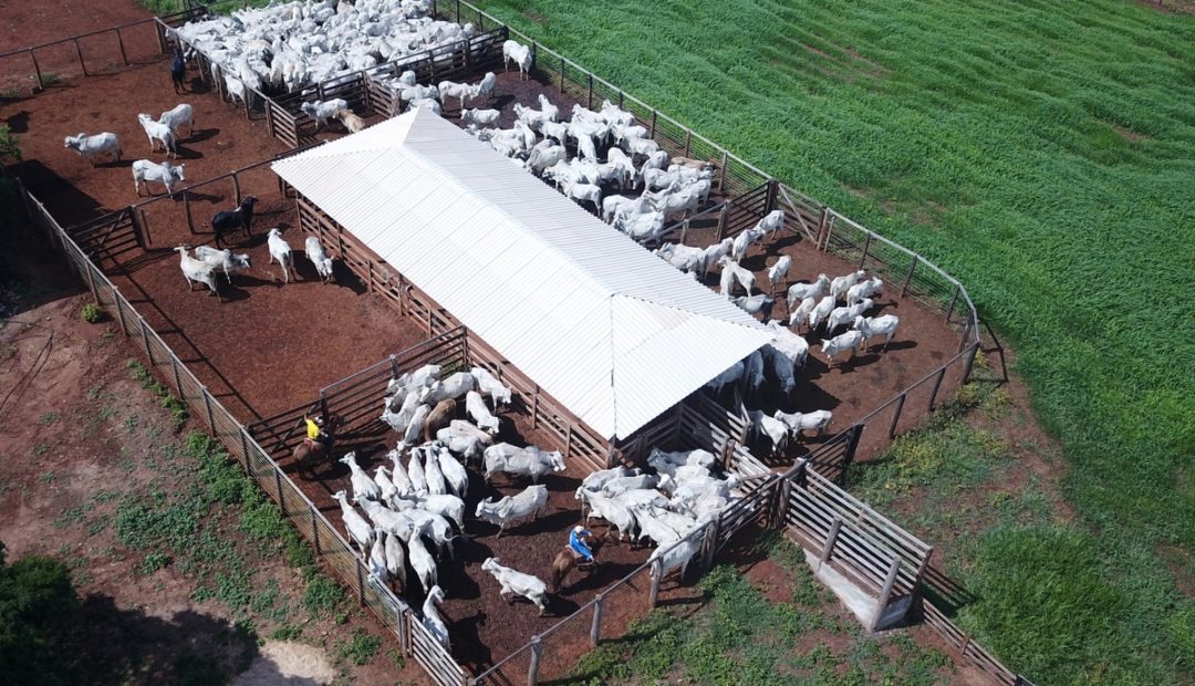 Curral de gado: como montar em sua propriedade
