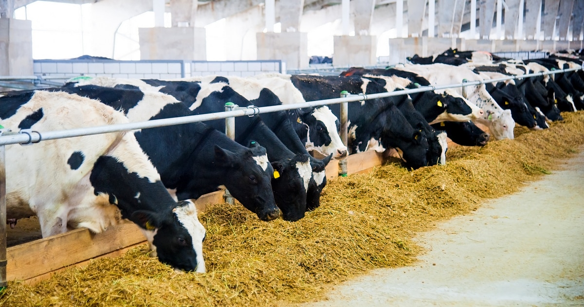 Gado holandês se alimentando com matéria seca
