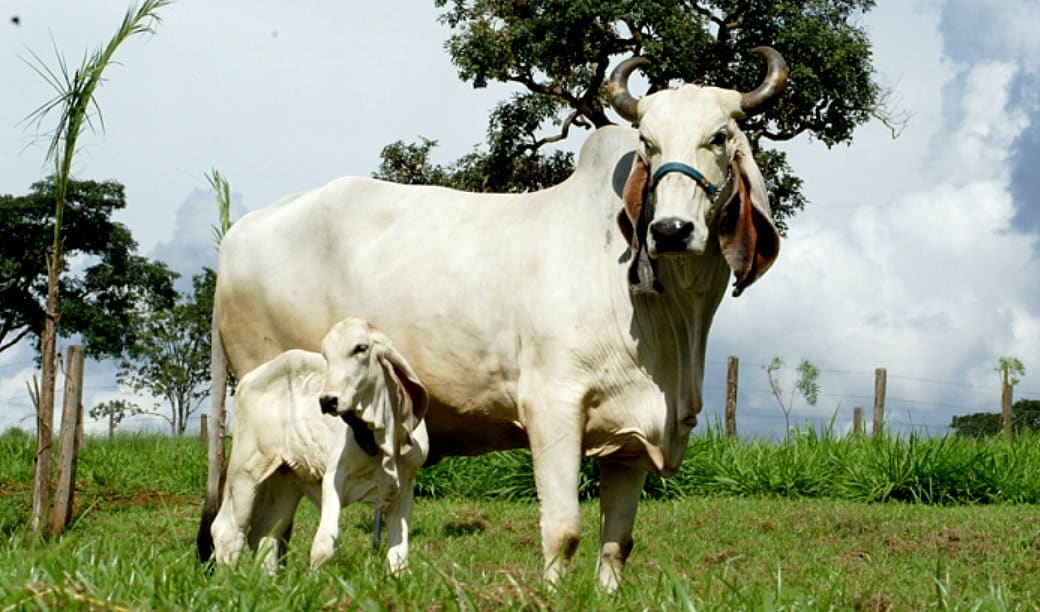 Vaca e bezerro da raça indubrasil