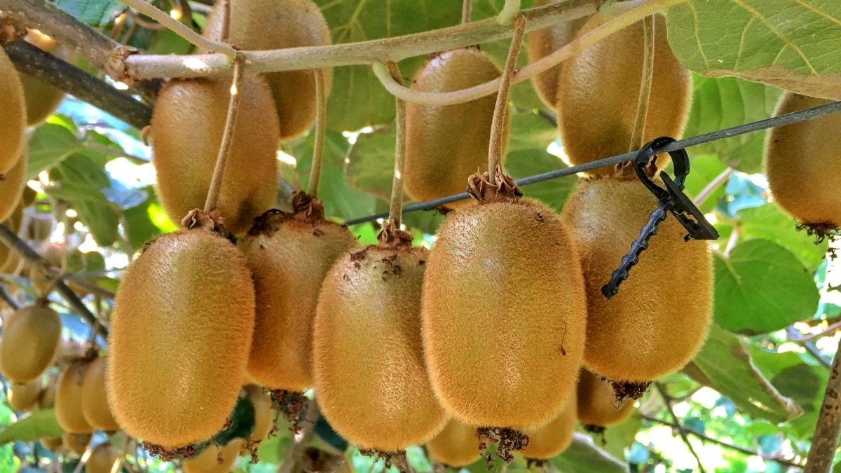Plantio e colheita dos frutos