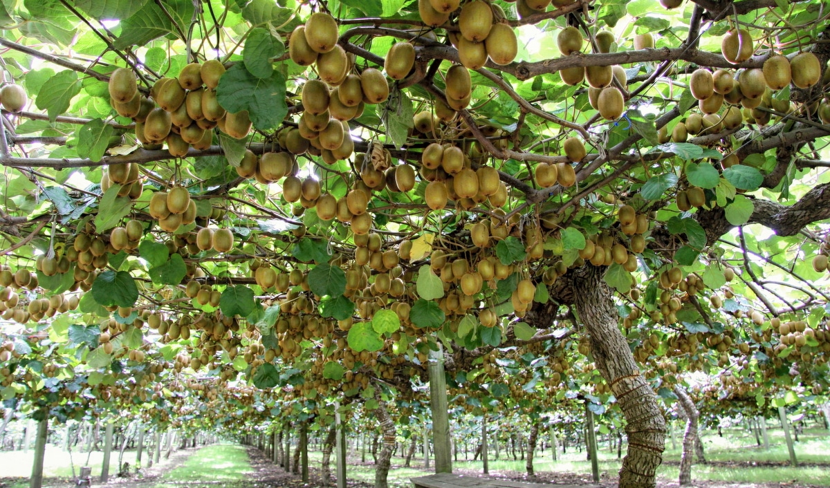 Plantação de kiwi no Brasil