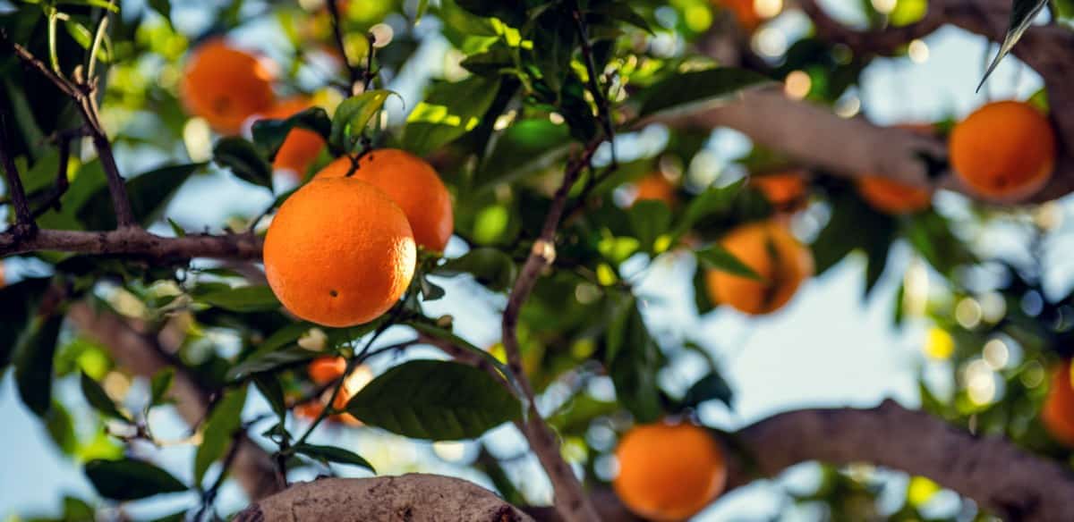 Pé de limão cravo com frutos