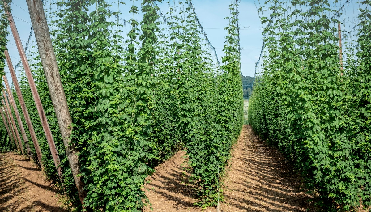Plantação de lúpulo em barreiras