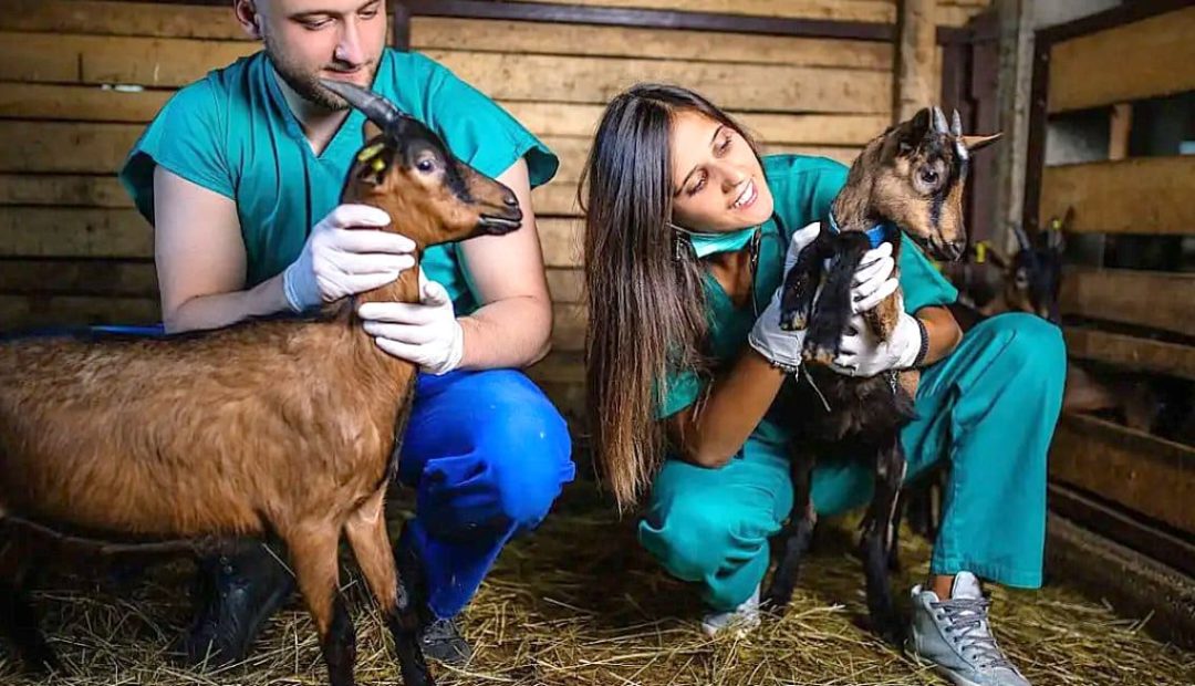 Médico veterinário: importância para a economia rural