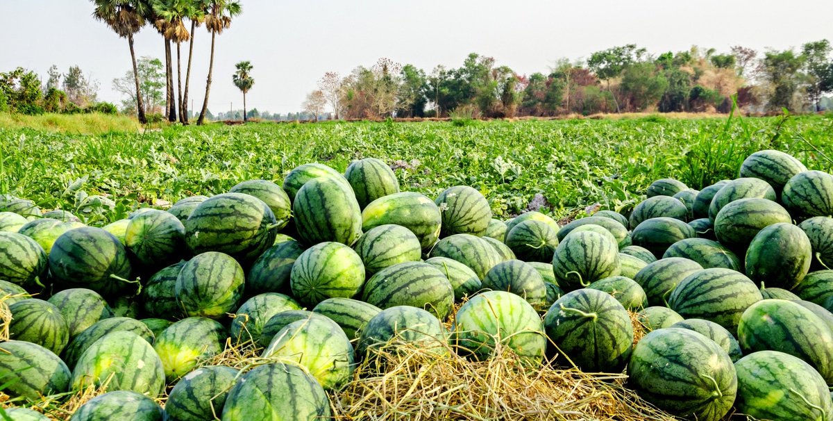 Área com melancia colhida no chão