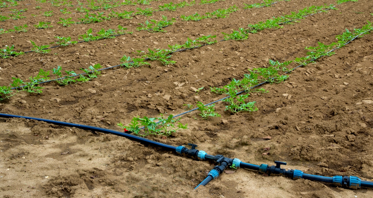 Área de plantio de melancia com irrigação