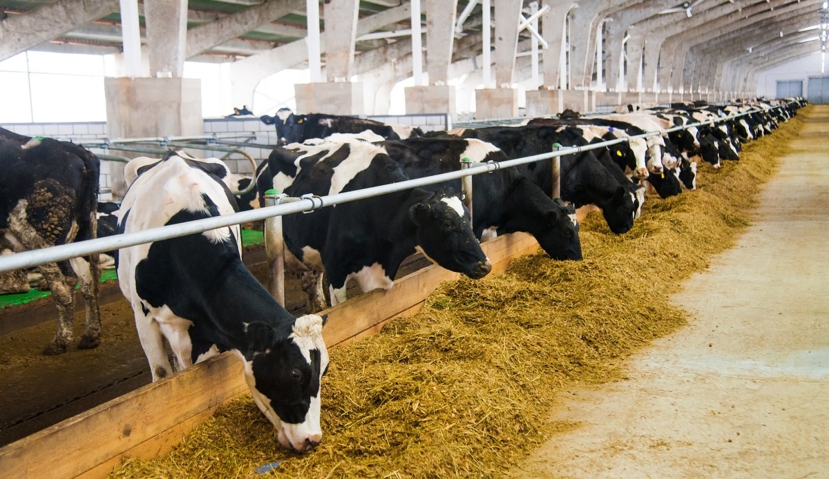 Vacas em local de confinamento antes da ordenha