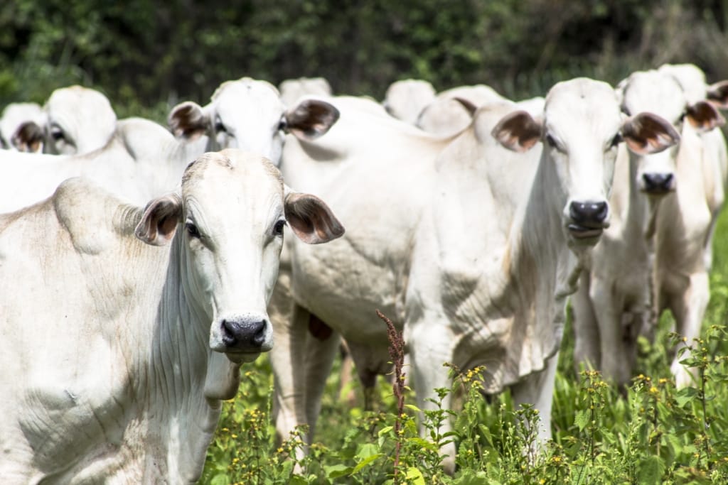 Animais da raça nelore no pasto