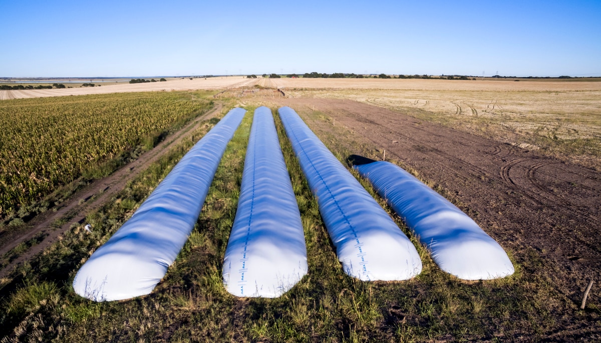 Silo bolsa em meio à plantação
