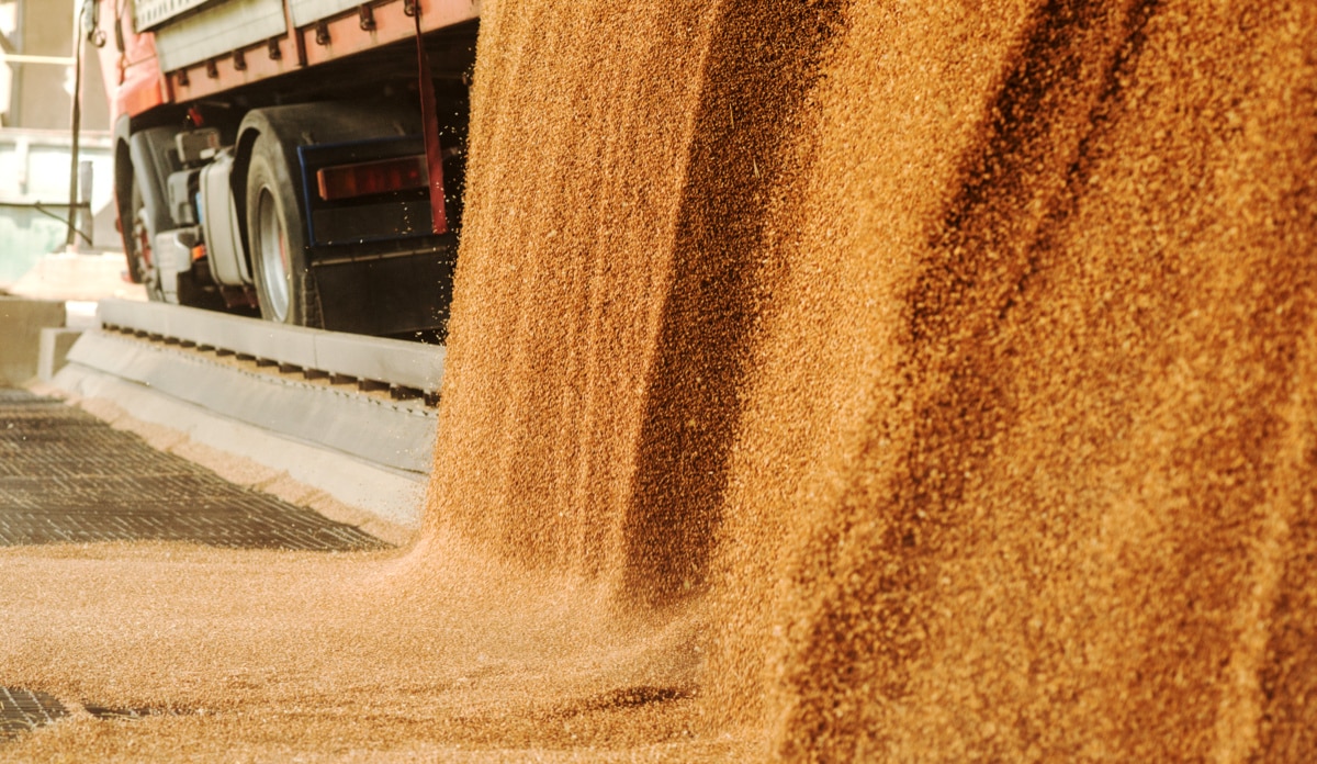 Caminhão descarrega grãos em silo