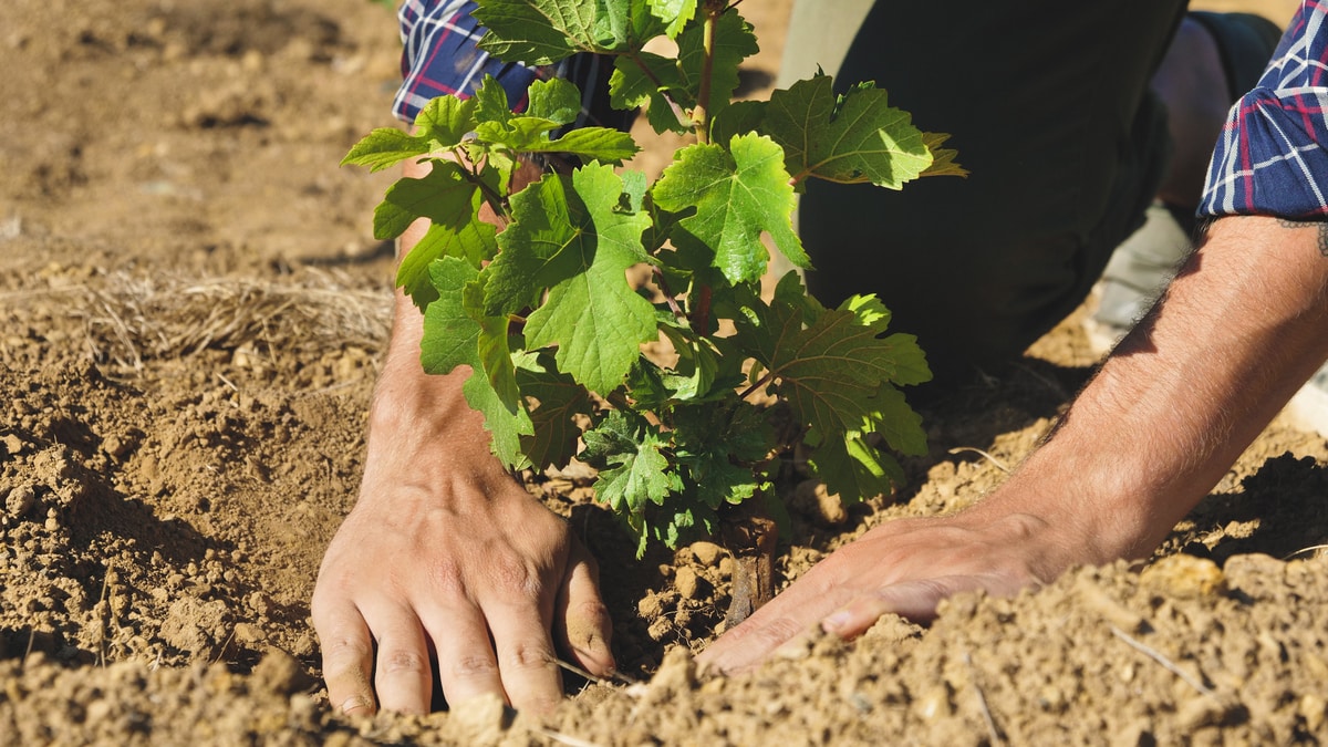 Homem usando as mãos para plantar um pé de uva