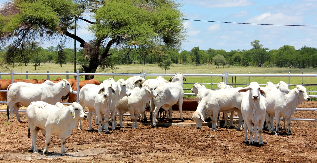 Raças zebuínas: animais em curral